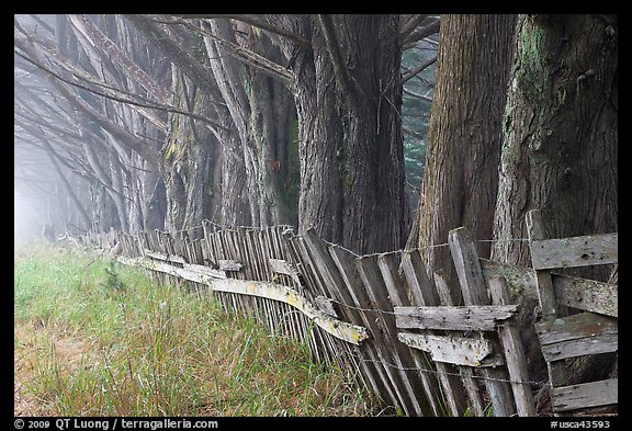 Old fence and row of trees in fog. California, USA (color)