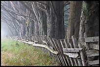 Old fence and row of trees in fog. California, USA