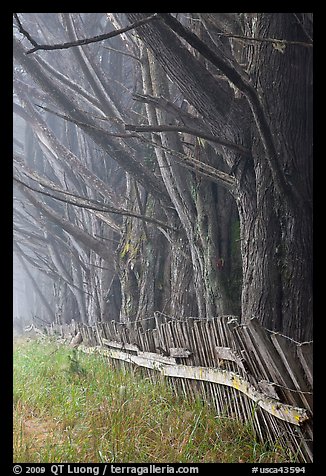 Trees in fog by weathered fence. California, USA (color)