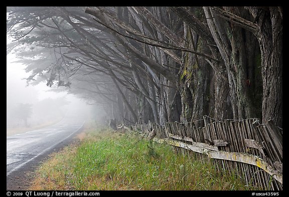 Fence, trees, and road in fog. California, USA