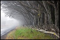 Fence, trees, and road in fog. California, USA (color)