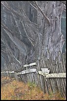 Twisted trees and old fence in fog. California, USA ( color)