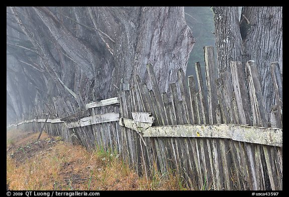 Foggy rural scene with wooden fence and trees. California, USA (color)