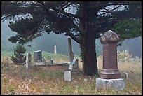 Pine tree and tombs in fog, Manchester. California, USA ( color)