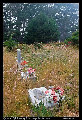 Graves in fog, Manchester. California, USA