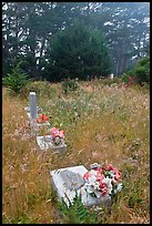 Graves in fog, Manchester. California, USA