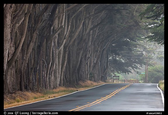 Tree tunnel in fog. California, USA (color)