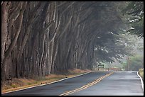 Tree tunnel in fog. California, USA