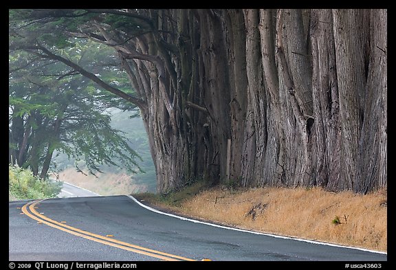 Highway 1 in fog. California, USA (color)