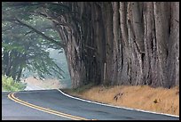 Highway 1 in fog. California, USA (color)