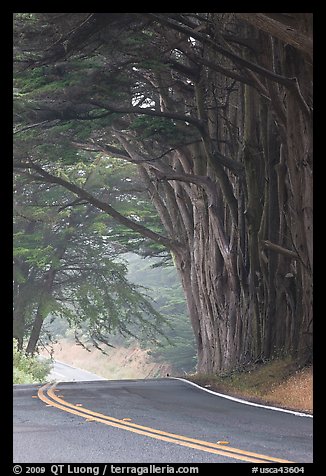 Highway curve, trees an fog. California, USA