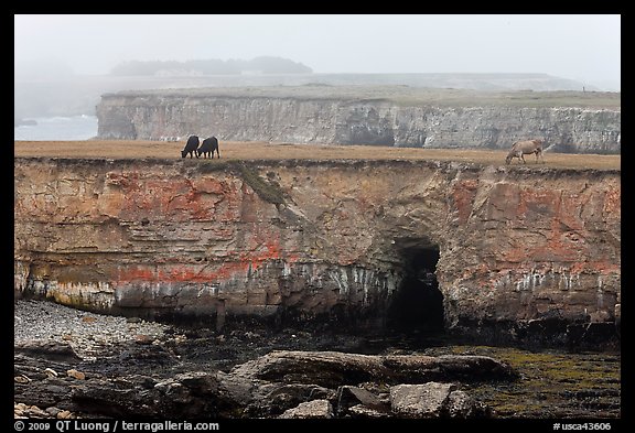 Coastal cliffs and cows in fog. California, USA