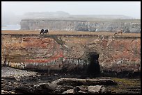 Coastal cliffs and cows in fog. California, USA