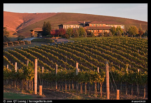 Vineyard and winery in autumn. Napa Valley, California, USA (color)