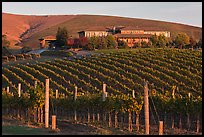 Vineyard and winery in autumn. Napa Valley, California, USA