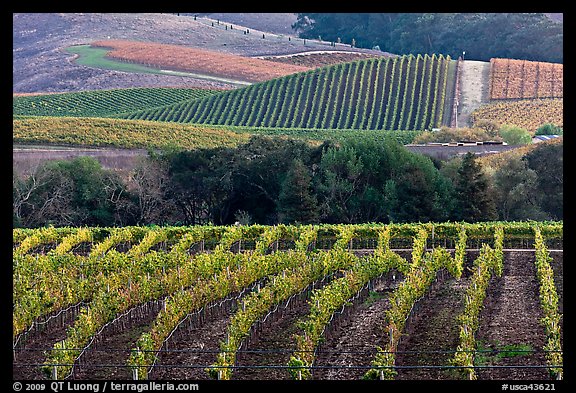 Vineyards in the fall. Napa Valley, California, USA