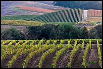 Vineyards in the fall. Napa Valley, California, USA (color)