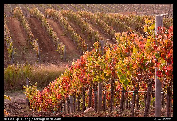 Wine grape vines in vineyard in fall. Napa Valley, California, USA (color)