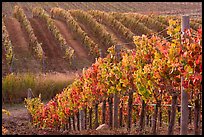 Wine grape vines in vineyard in fall. Napa Valley, California, USA (color)