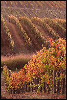 Golden fall colors on grape vines. Napa Valley, California, USA