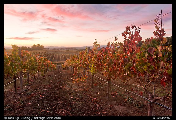 Autumn Sunset over vineyard. Napa Valley, California, USA (color)