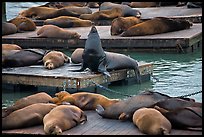 California Sea lions, pier 39, Fishermans wharf. San Francisco, California, USA