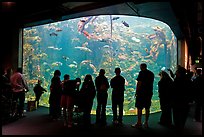 Tourists in front of large tank, Steinhart Aquarium, California Academy of Sciences. San Francisco, California, USA ( color)