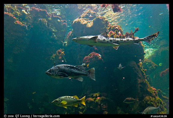Northern California fish, Steinhart Aquarium,  California Academy of Sciences. San Francisco, California, USA (color)