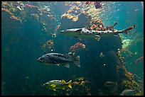 Northern California fish, Steinhart Aquarium,  California Academy of Sciences. San Francisco, California, USA ( color)