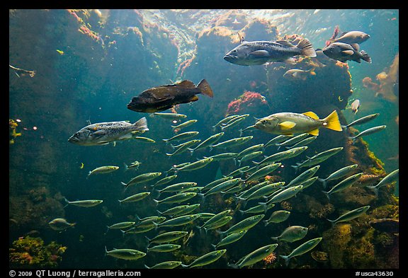 School of fish, Steinhart Aquarium,  California Academy of Sciences. San Francisco, California, USA<p>terragalleria.com is not affiliated with the California Academy of Sciences</p>