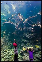 Children in front of Coral Reef tank, Steinhart Aquarium, California Academy of Sciences. San Francisco, California, USA ( color)