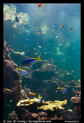 Philippine Coral Reef exhibit, Steinhart Aquarium, California Academy of Sciences. San Francisco, California, USAterragalleria.com is not affiliated with the California Academy of Sciences