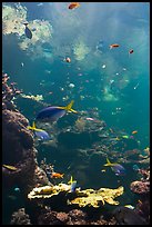 Philippine Coral Reef exhibit, Steinhart Aquarium, California Academy of Sciences. San Francisco, California, USA<p>terragalleria.com is not affiliated with the California Academy of Sciences</p> (color)