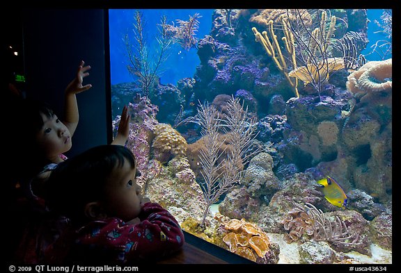 Children looking at aquarium, California Academy of Sciences. San Francisco, California, USA<p>terragalleria.com is not affiliated with the California Academy of Sciences</p>