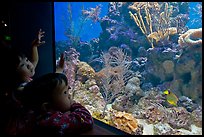 Children looking at aquarium, California Academy of Sciences. San Francisco, California, USA<p>terragalleria.com is not affiliated with the California Academy of Sciences</p>