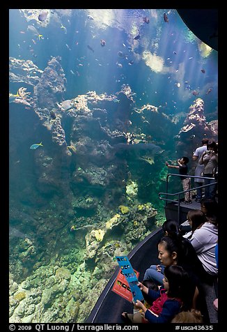 Families look at the large  Philippine Coral Reef tank, California Academy of Sciences. San Francisco, California, USA (color)