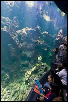 Families look at the large  Philippine Coral Reef tank, California Academy of Sciences. San Francisco, California, USA ( color)