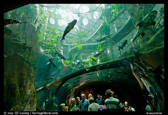 Tourists gaze upwards at flooded Amazon forest and huge catfish, California Academy of Sciences. San Francisco, California, USA<p>terragalleria.com is not affiliated with the California Academy of Sciences</p>