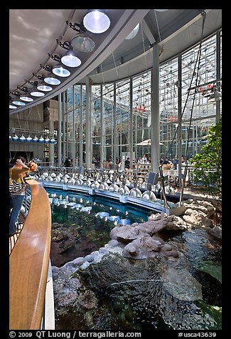 Tourists look at rays on surface of coral reef tank , California Academy of Sciences. San Francisco, California, USAterragalleria.com is not affiliated with the California Academy of Sciences