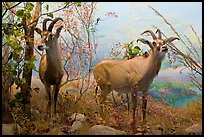 Diorama, African Hall, Kimball Natural History Museum, California Academy of Sciences. San Francisco, California, USA ( color)