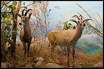 Diorama, African Hall, Kimball Natural History Museum, California Academy of Sciences. San Francisco, California, USA<p>terragalleria.com is not affiliated with the California Academy of Sciences</p>