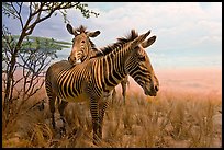 Zebras in savanah landscape,  Kimball Natural History Museum, California Academy of Sciences. San Francisco, California, USA<p>terragalleria.com is not affiliated with the California Academy of Sciences</p> (color)