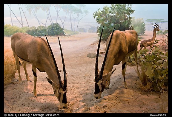 Antelopes diorama, Kimball Natural History Museum, California Academy of Sciences. San Francisco, California, USAterragalleria.com is not affiliated with the California Academy of Sciences