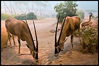 Antelopes diorama, Kimball Natural History Museum, California Academy of Sciences. San Francisco, California, USA<p>terragalleria.com is not affiliated with the California Academy of Sciences</p> (color)