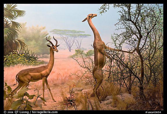 Gazelles diorama, Kimball Natural History Museum, California Academy of Sciences. San Francisco, California, USA<p>terragalleria.com is not affiliated with the California Academy of Sciences</p>