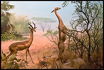 Gazelles diorama, Kimball Natural History Museum, California Academy of Sciences. San Francisco, California, USA<p>terragalleria.com is not affiliated with the California Academy of Sciences</p> (color)