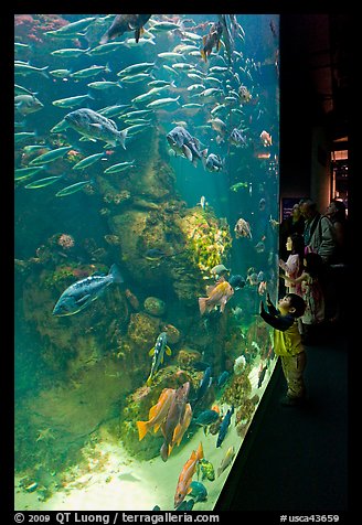 School of fish and children, Steinhart Aquarium, California Academy of Sciences. San Francisco, California, USA<p>terragalleria.com is not affiliated with the California Academy of Sciences</p>