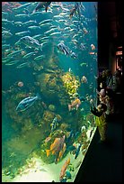 School of fish and children, Steinhart Aquarium, California Academy of Sciences. San Francisco, California, USA<p>terragalleria.com is not affiliated with the California Academy of Sciences</p>