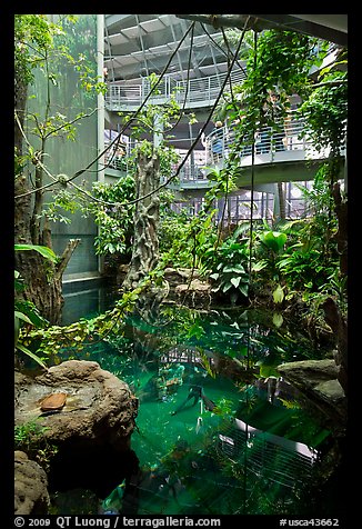 Inside rainforest dome, with flooded forest below, California Academy of Sciences. San Francisco, California, USA<p>terragalleria.com is not affiliated with the California Academy of Sciences</p>