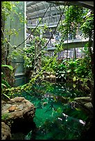 Inside rainforest dome, with flooded forest below, California Academy of Sciences. San Francisco, California, USA<p>terragalleria.com is not affiliated with the California Academy of Sciences</p>